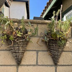 Set Of 2 Wicker Full Of Assorted Succulents 