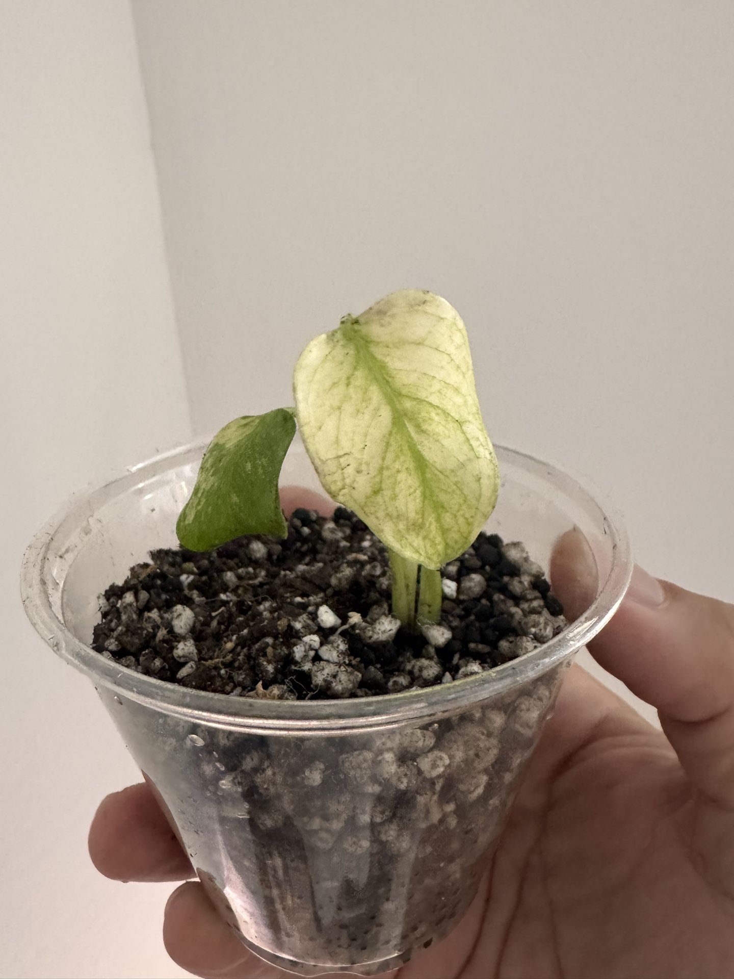 Monstera White Monster