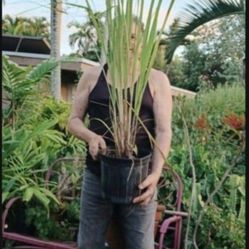 Lemon Grass Citronel Large 3 Gallon Pot