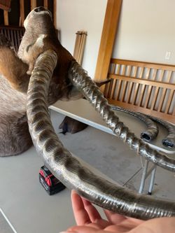 Large African Animal Head Mount
