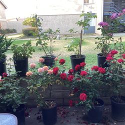 Rosas