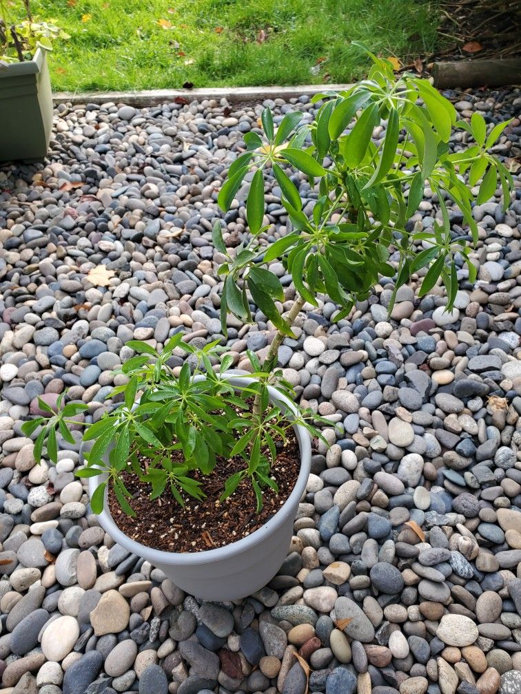 Umbrella Plant in 8 inch pot