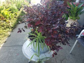 Plant For Sale