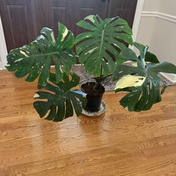 Large Tai Constellation Monstera Plant