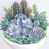 succulents n more