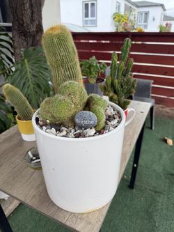 Cactus Plant