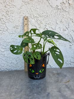 Monstera Adansonii (Wide Form) Plant