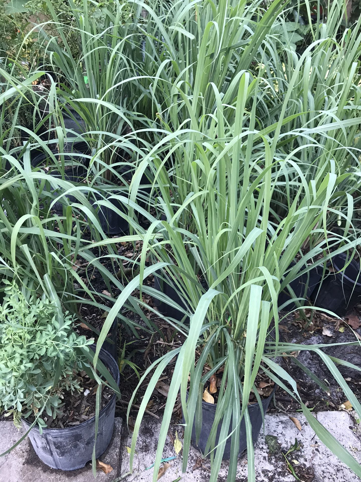Lemon grass