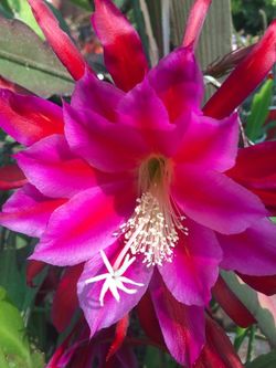 Pegazus. Orchid Cactus