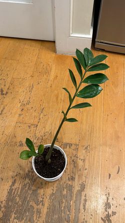 ZZ plant