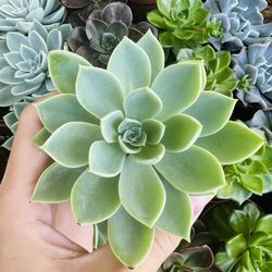 Blue Atoll Succulent 