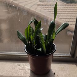 Sansevieria Zeylanica (Snake plant)