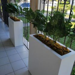 Outdoor Plant 2 For $600 