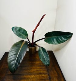 Red philodendron in 4.25 inch pot