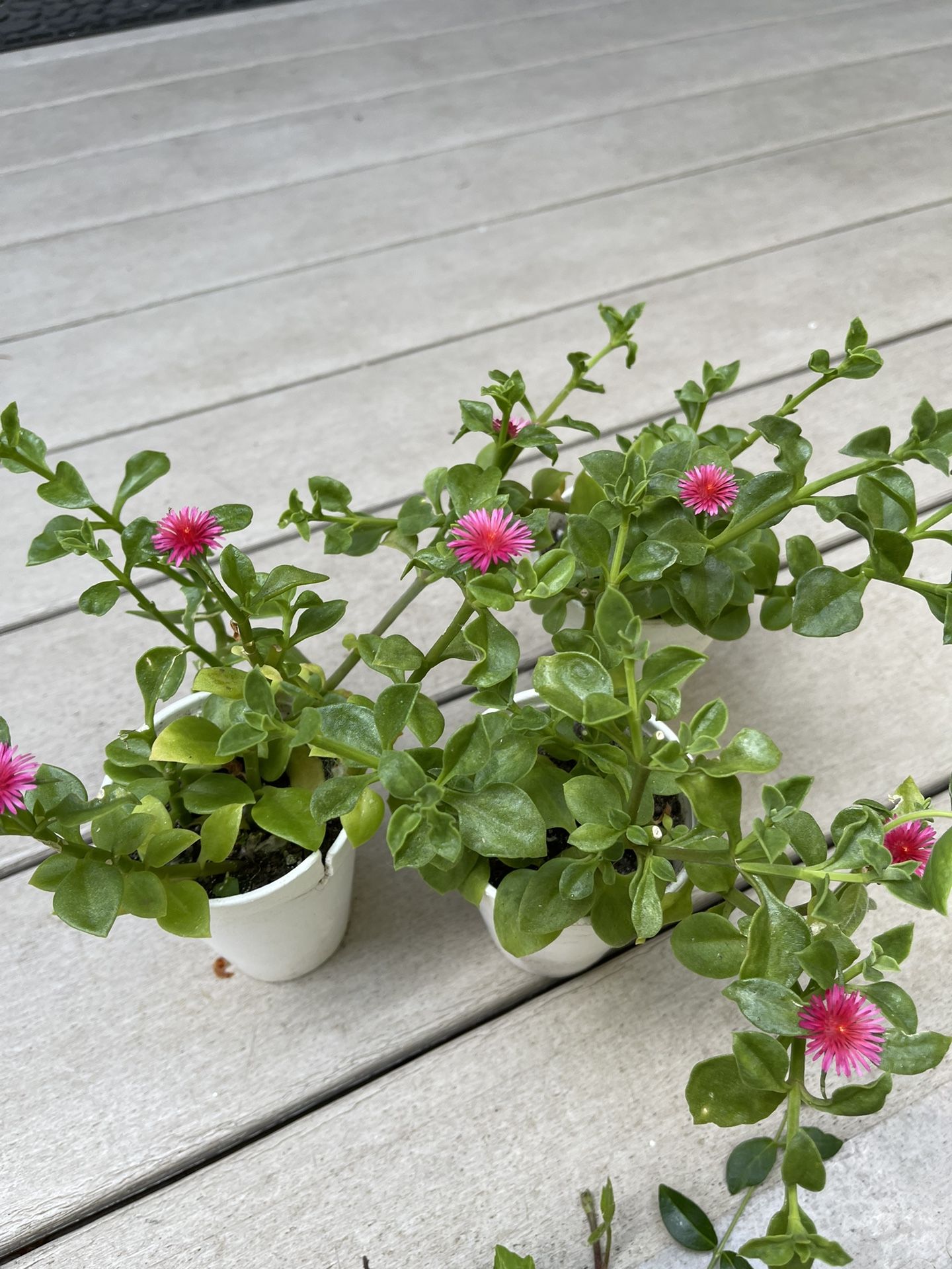 Aptenia Cordifolia Red Apple or Baby Sun Rose Succulent Plants.