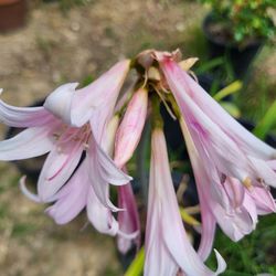 Naked Pink Lady Plant Large Pot 