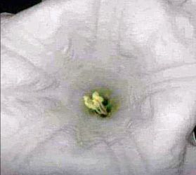 Beautiful Live Moon Plants / Moon Flowers - grow outdoors or indoors