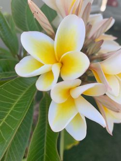Plumeria plant in terracotta pot4ft tall