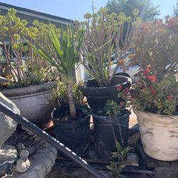 Big Succulent Plants In Terracotta,& Plastic Containers. From$30 To $50.00 Each Many Different Ones.