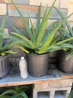 Aloe vera