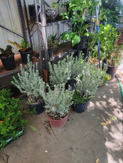 Texas sage plants