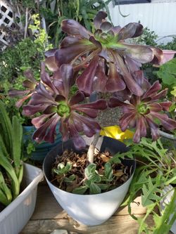 Moving; plant sale