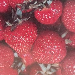 Everbearer strawberry. $15 for 10 plants.