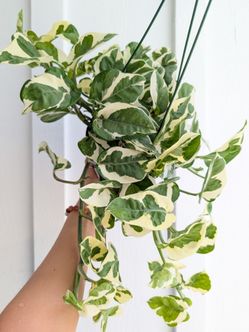Pothos N'Joy Plant 6" Pot - Indoor House Plants