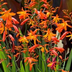 Beautiful orange Crocosmia Plants