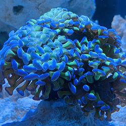 Saltwater Corals 