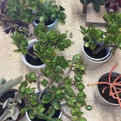 Moving Out Plants Sale Everything Must Go!