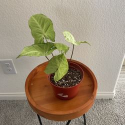 Arrowhead Plant