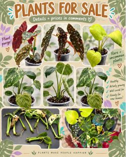 Rare Houseplants for Sale – Mixed Lot