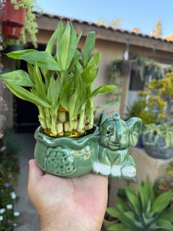 Small Lucky Bamboos Arrangement $20