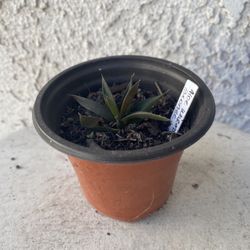 3 Inch Pot Rare Succulent Plant - Aloe - Walmsley's Bronze - Rooted & Established - Drought Resistant - 🪴 