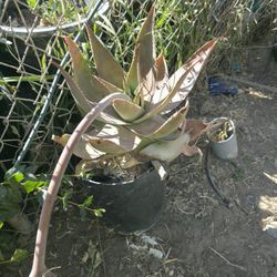 Aloe Vera 5gal $15