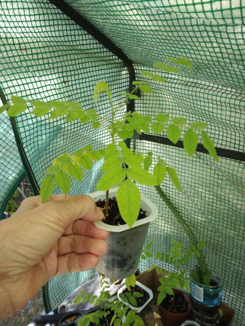 5 Starfruit Seedlings $10 Each -Deltona Local Pickup