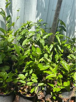 Passion fruit plant