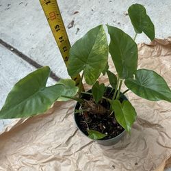 6” pot Variegated Alocasia, rare houseplant, exact plant; 95820