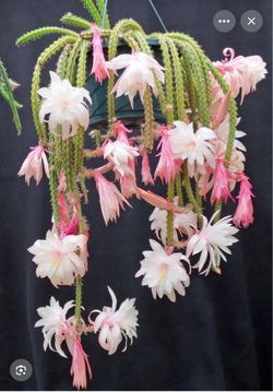 6” aporophyllum moonlight ( first pic is example