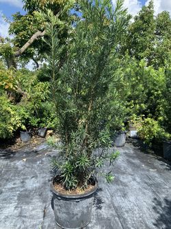 Dew podocarpus