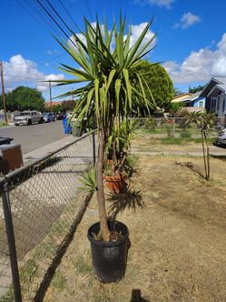 Three-headed yucca plant