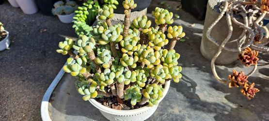 succulent plants