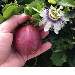Passion Fruit Starter Plant In 2 Gallon Pot