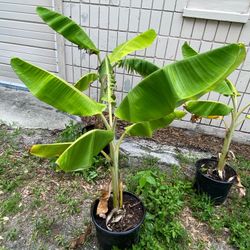 Organic Banana Plants 