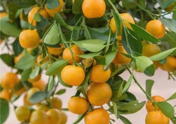 Calamondin ( Tac tron) tree fruitting