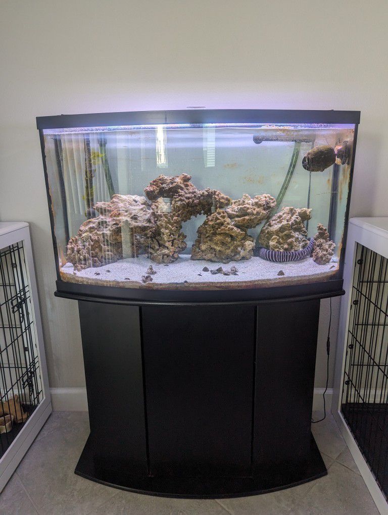 Title: Complete Saltwater Fish Tank Setup with Zebra Eel and Accessories!
