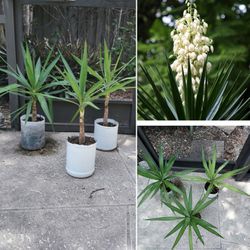 🪴Yucca Cane  Plants 2 ' Tall,  Indoor / Outdoor- *Sold Separately