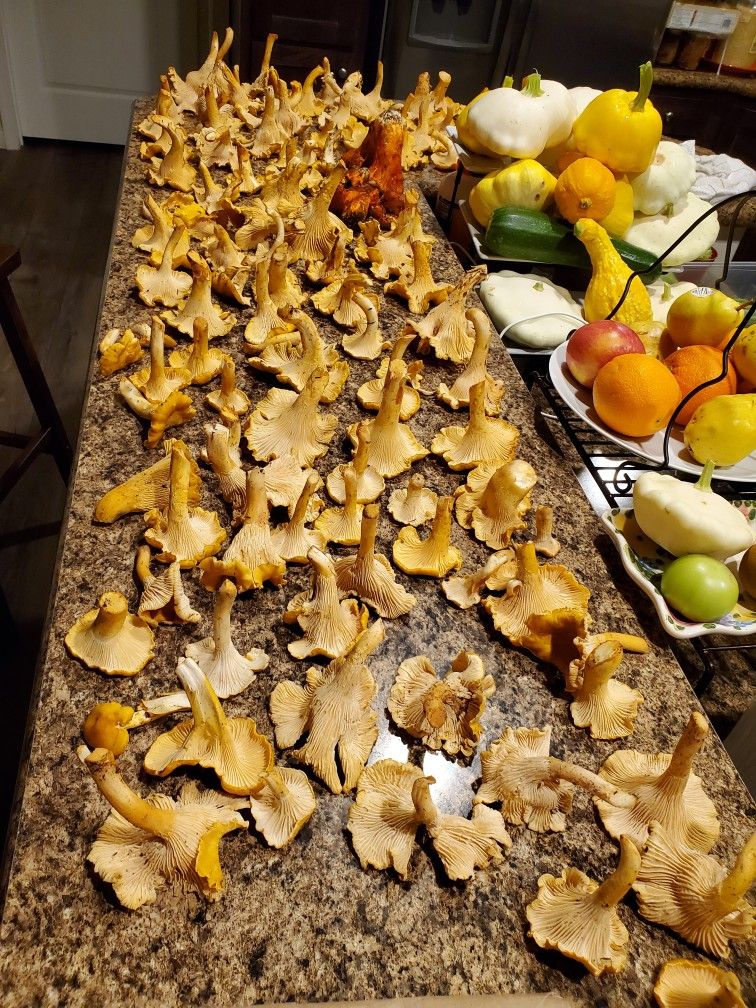 Fresh Chanterelles