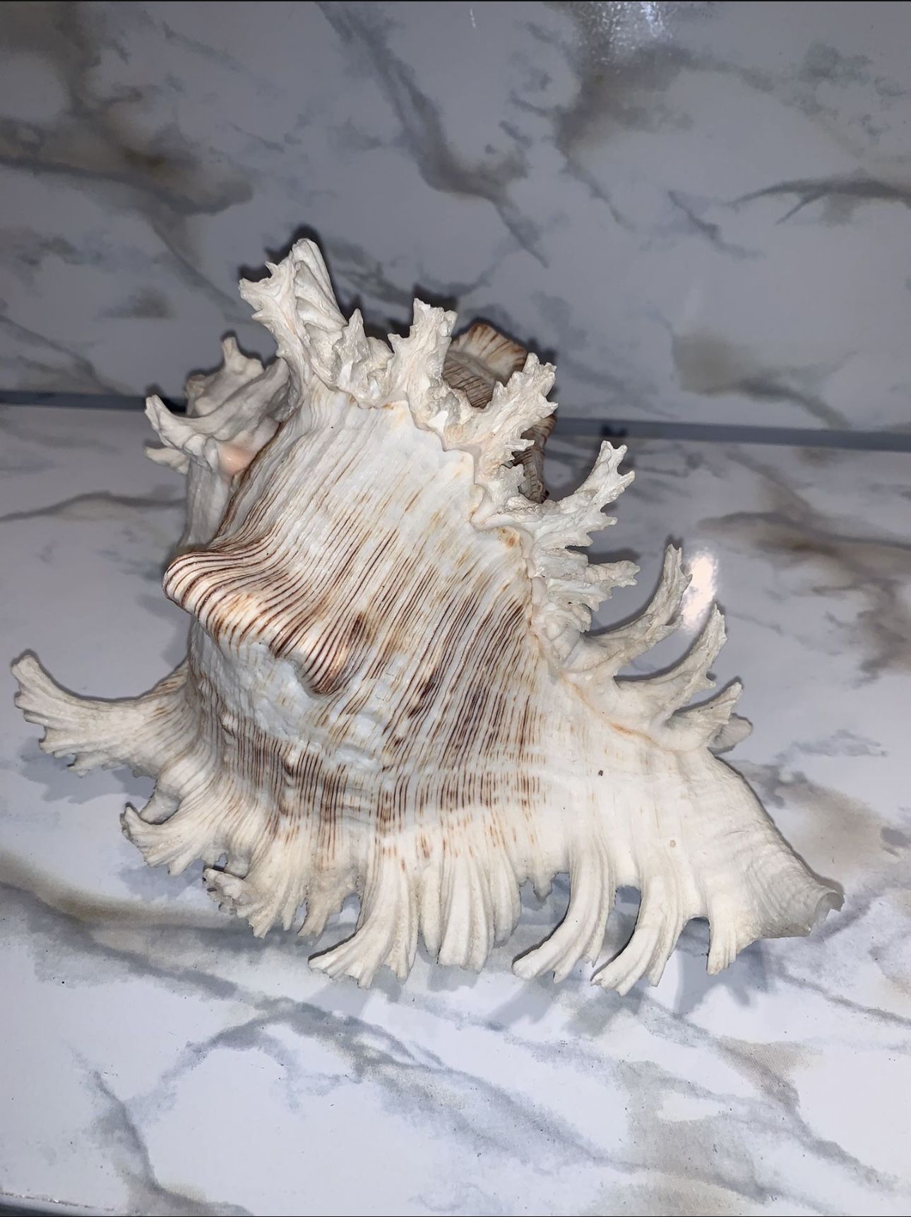 Large Seashell 🐚 